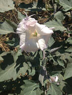 Imagem de Datura wrightii Hort. ex Regel