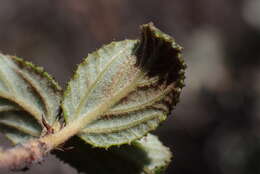 Image of Ceanothus foliosus var. viejasensis D. O. Burge & Rebman