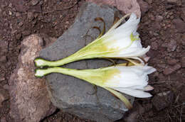 Image of Echinopsis clavata (F. Ritter) D. R. Hunt
