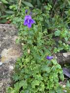 Image of Peach-leaf Bellflower