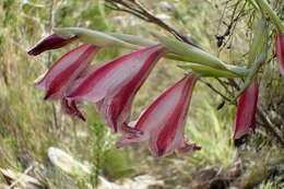 Image of Gladiolus guthriei F. Bolus