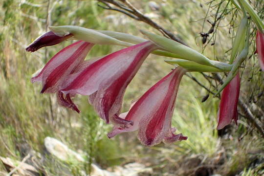 Image of Gladiolus guthriei F. Bolus