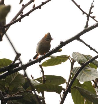 Image of Rufous-vented Yuhina