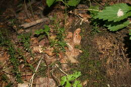 Image of dwarf euonymus