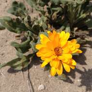 Image of pot marigold