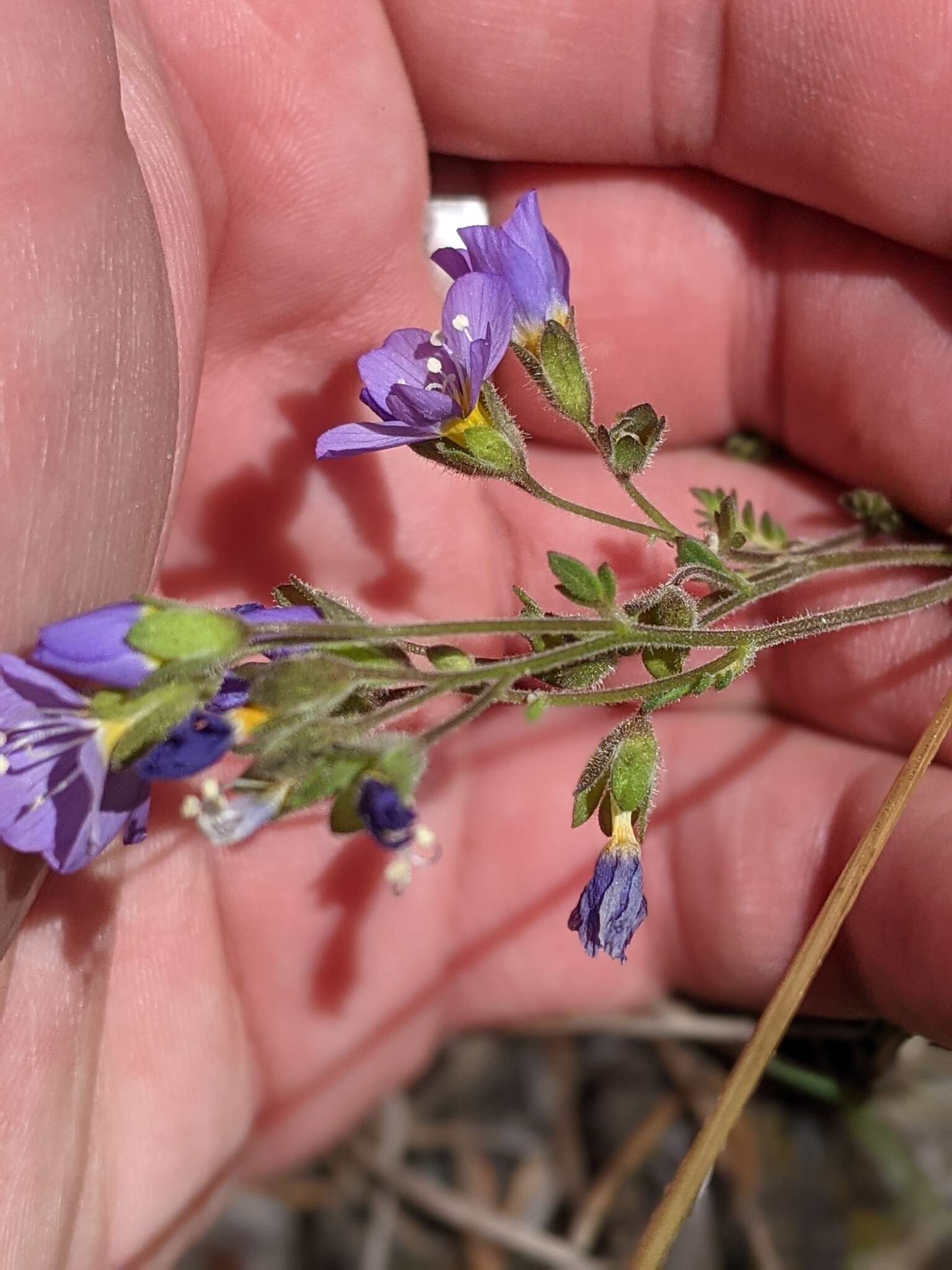 Image de Polemonium pulcherrimum subsp. lindleyi (Wherry) V. Grant