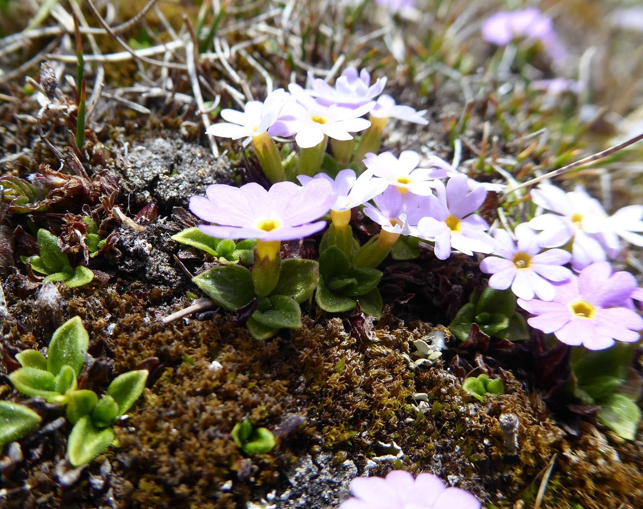 Image de Primula walshii Craib