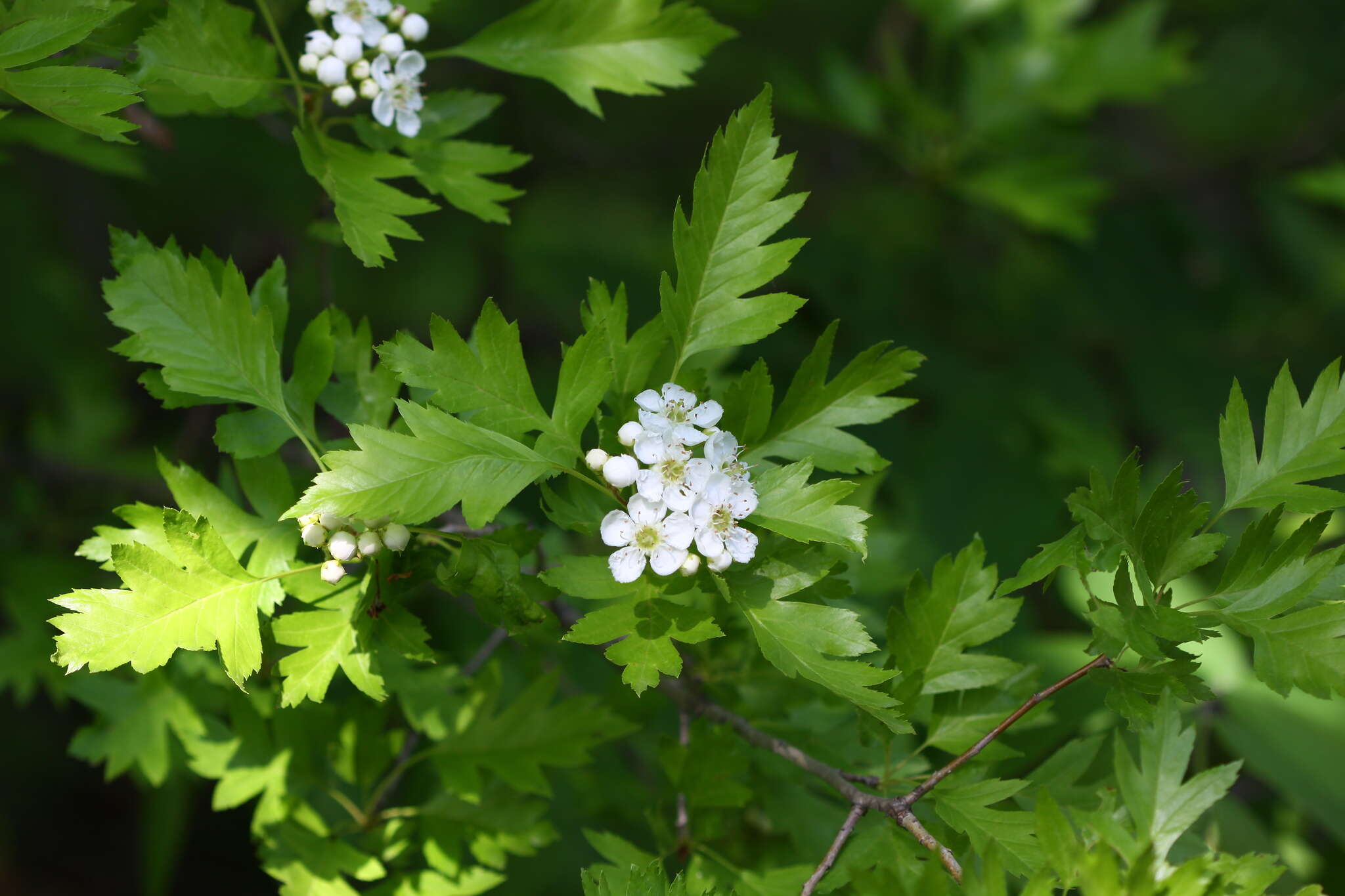 Image of Chinese Hawthorn