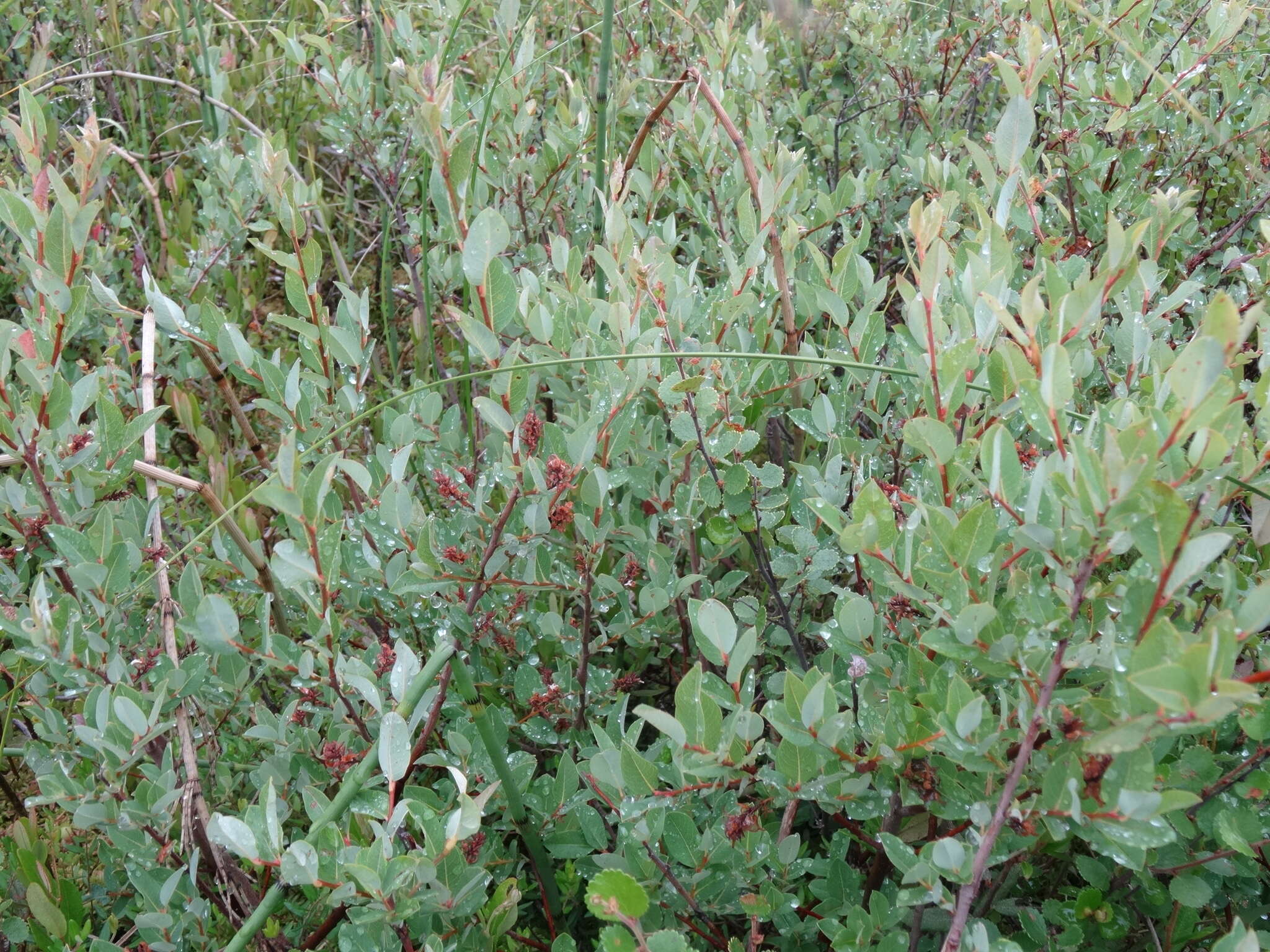 Image of Salix myrtilloides L.