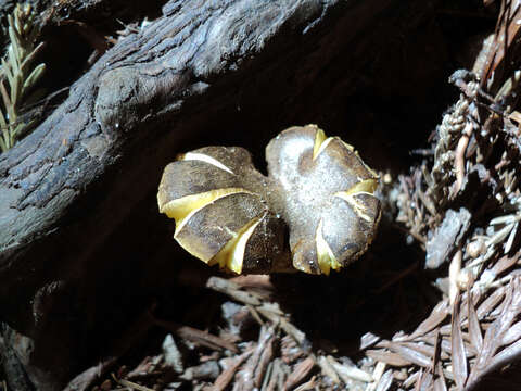 Image of Phylloporus arenicola A. H. Sm. & Trappe 1972