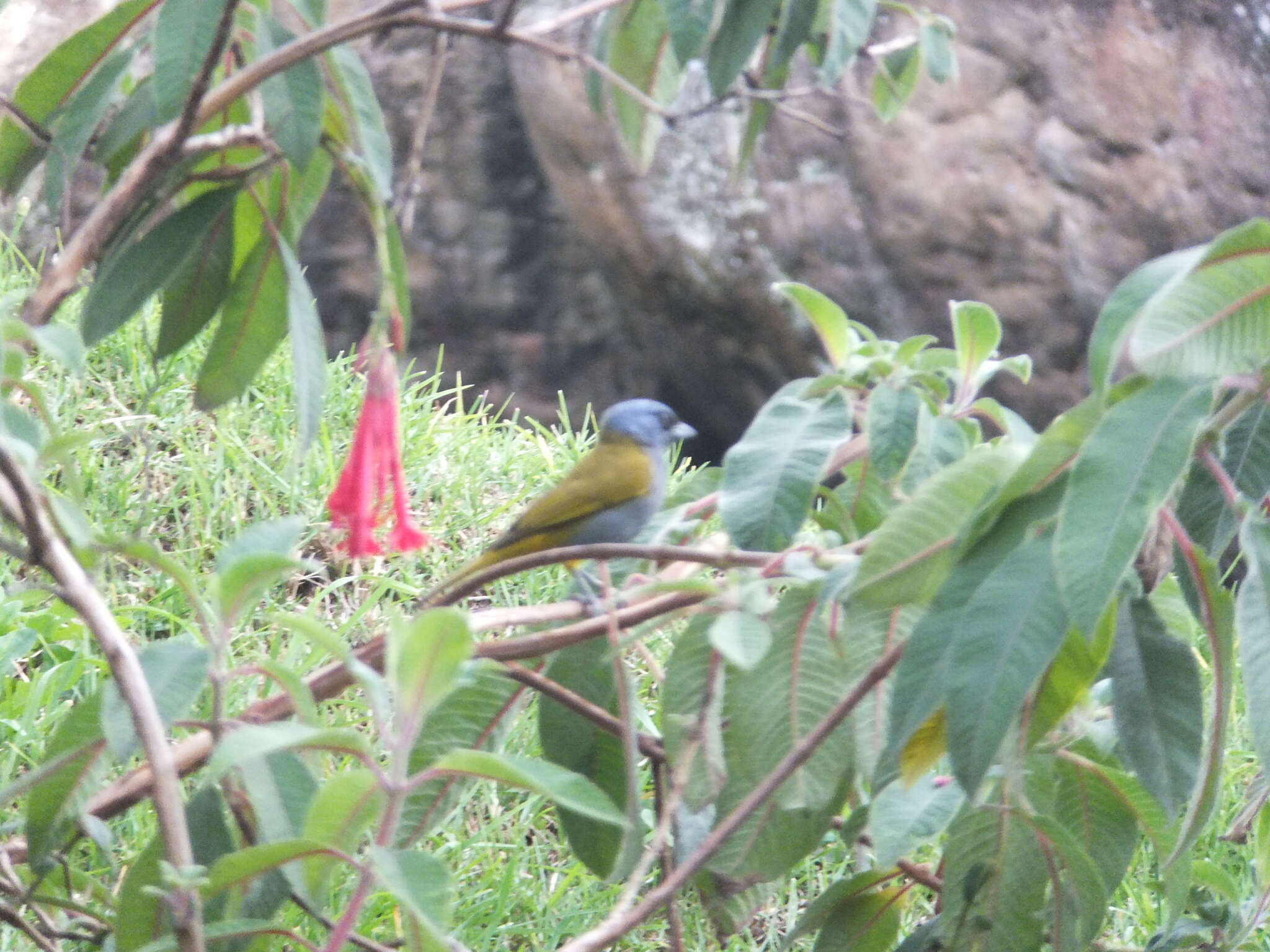 Image of Blue-capped Tanager