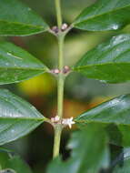 Lasianthus verticillatus (Lour.) Merr. resmi