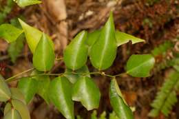 Image of Phyllanthus baladensis Baill.