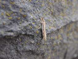 Image de Orocrambus flexuosellus Doubleday 1843