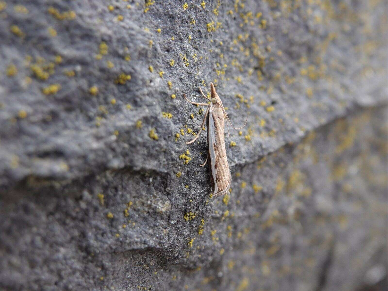 صورة Orocrambus flexuosellus Doubleday 1843