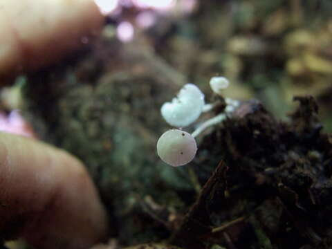 Hemimycena tortuosa (P. D. Orton) Redhead 1980 resmi