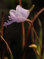 Disa chimanimaniensis (H. P. Linder) H. P. Linder resmi