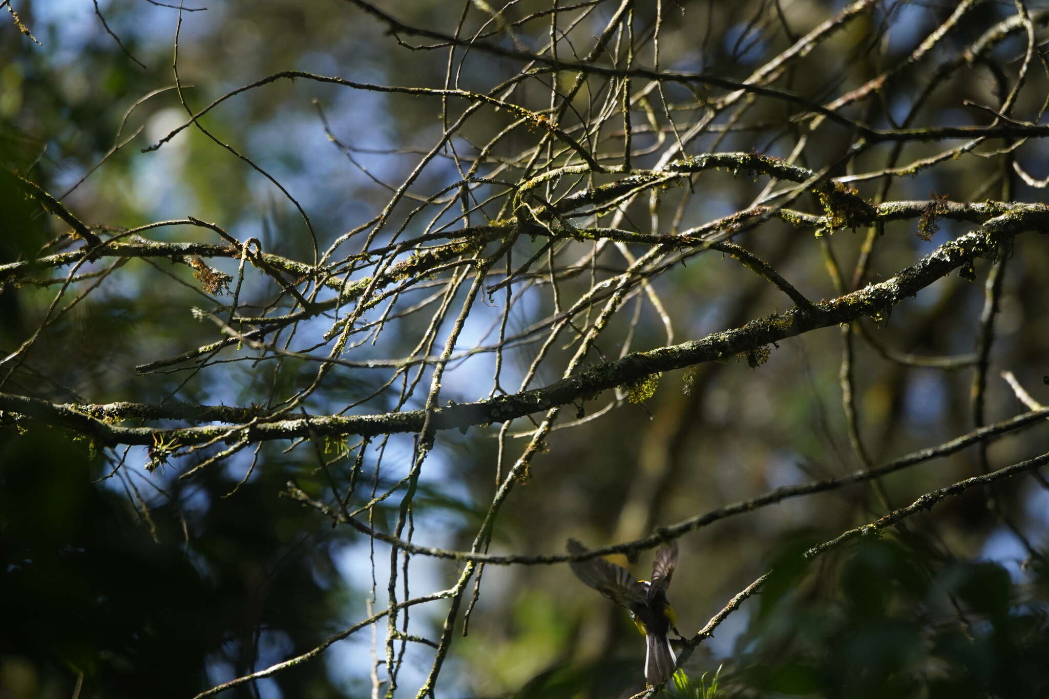 Plancia ëd Myioborus ornatus (Boissonneau 1840)