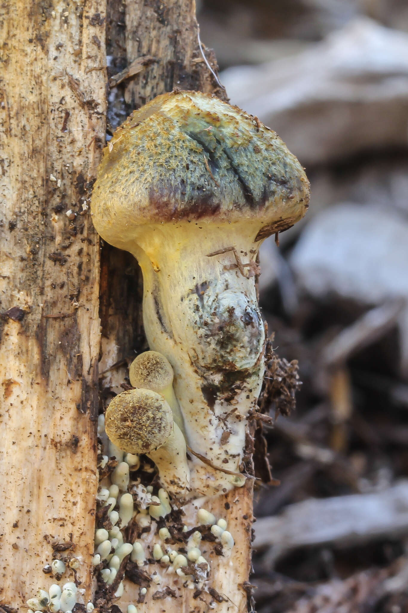 Imagem de Gymnopilus aeruginosus (Peck) Singer 1951