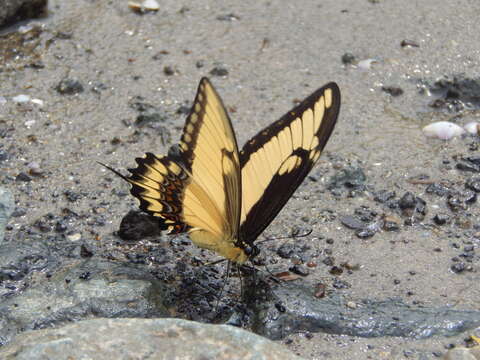 Image of Broad-banded Swallowtail