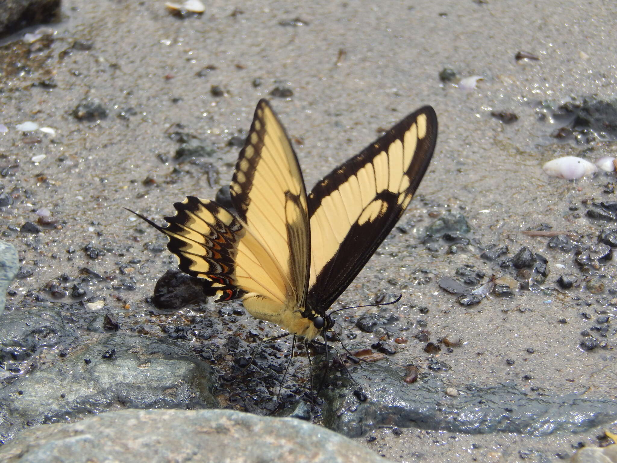 صورة Papilio astyalus Godart 1819