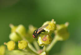 صورة Lamprolonchaea smaragdi (Walker 1849)