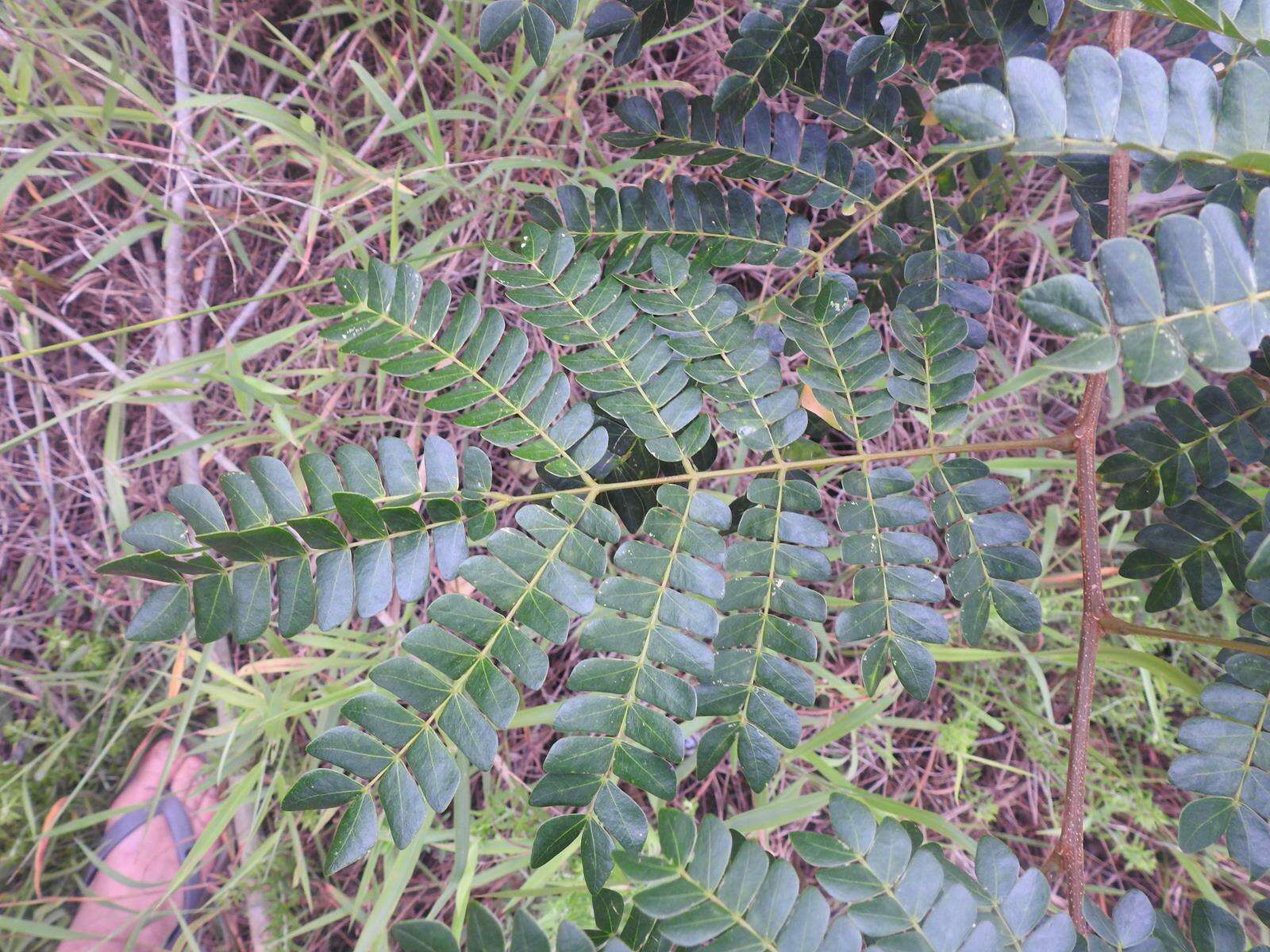 Image of Albizia adianthifolia var. adianthifolia