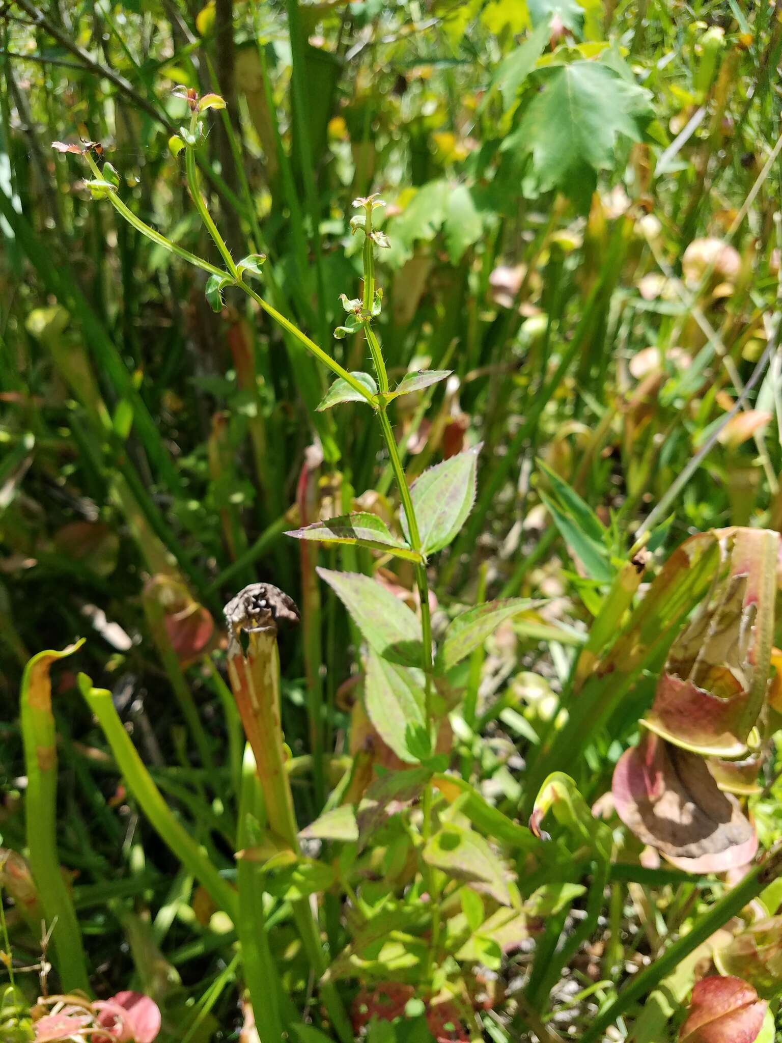 Imagem de Rhexia virginica L.