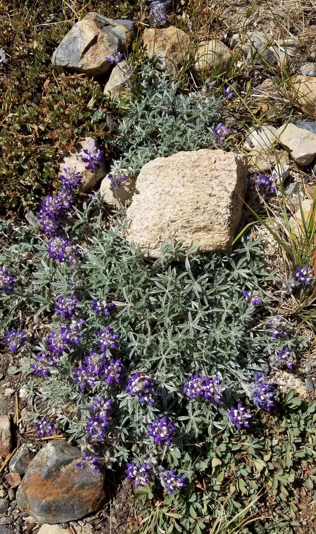 Image of Lupinus sellulus var. lobbii (S. Watson) B. J. Cox