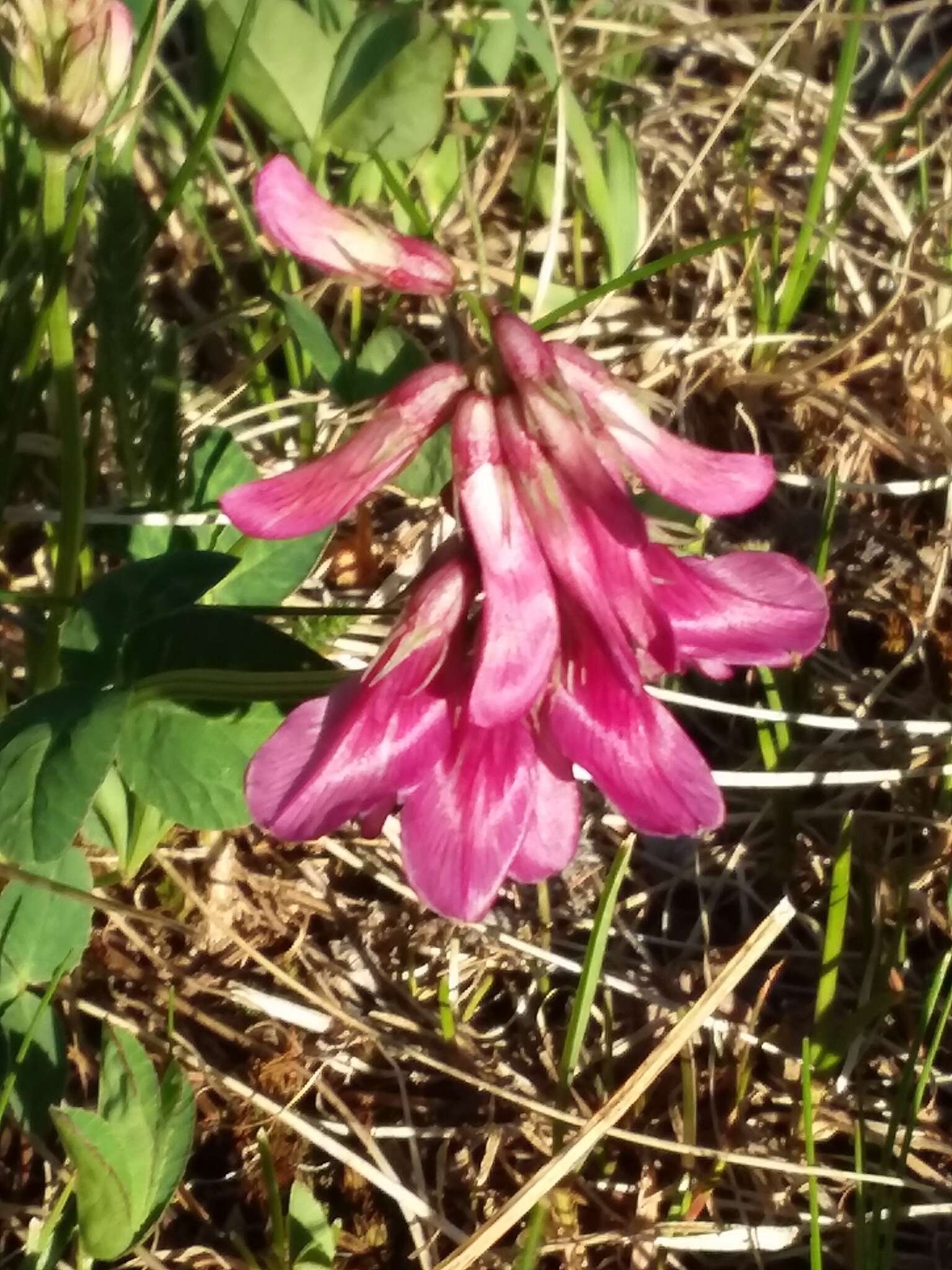 Image de <i>Trifolium brandegeei</i>