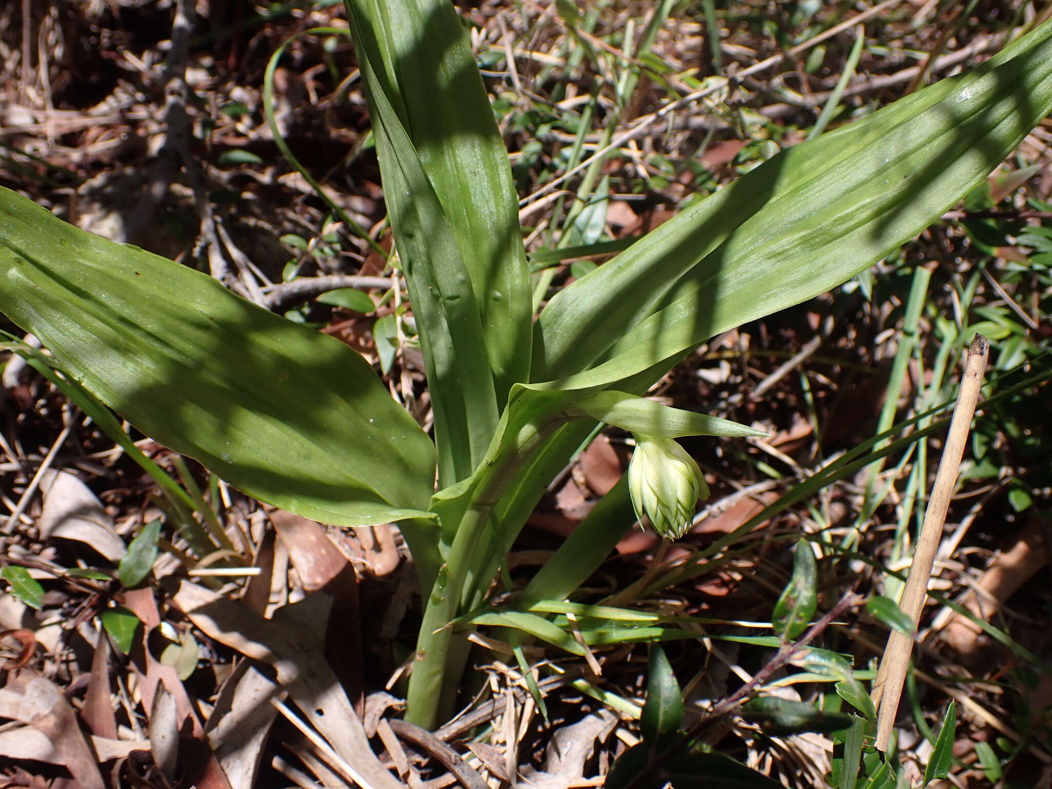 Image of Pink nodding orchid