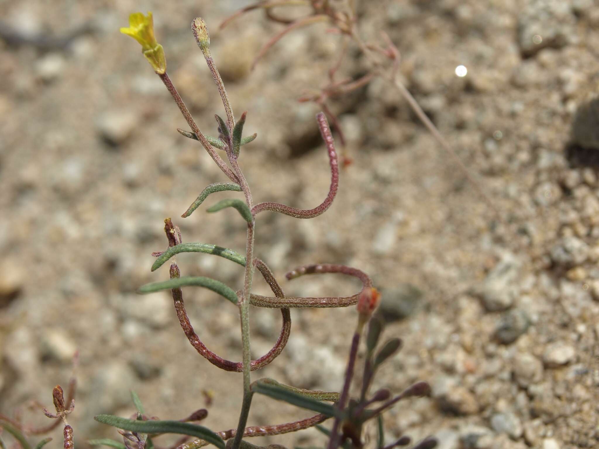 Image of Lewis River suncup