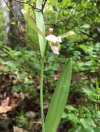 Image of small spreading pogonia