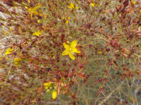 Image de Hypericum triquetrifolium Turra