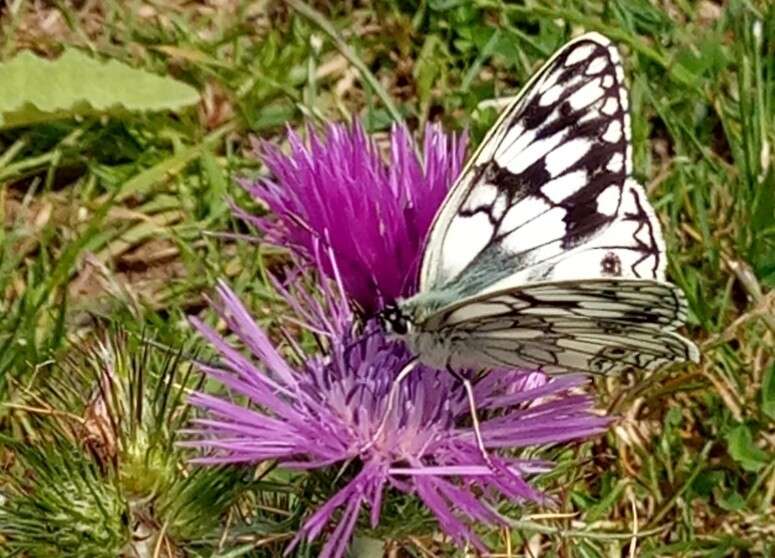 Image of Melanargia lucasi Rambur 1858