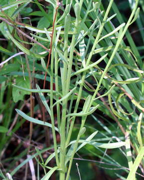 Image of oneflower honeycombhead