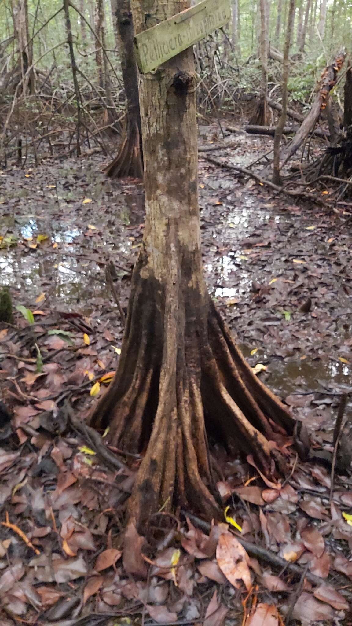 Image of Pelliciera rhizophorae Planch. & Triana