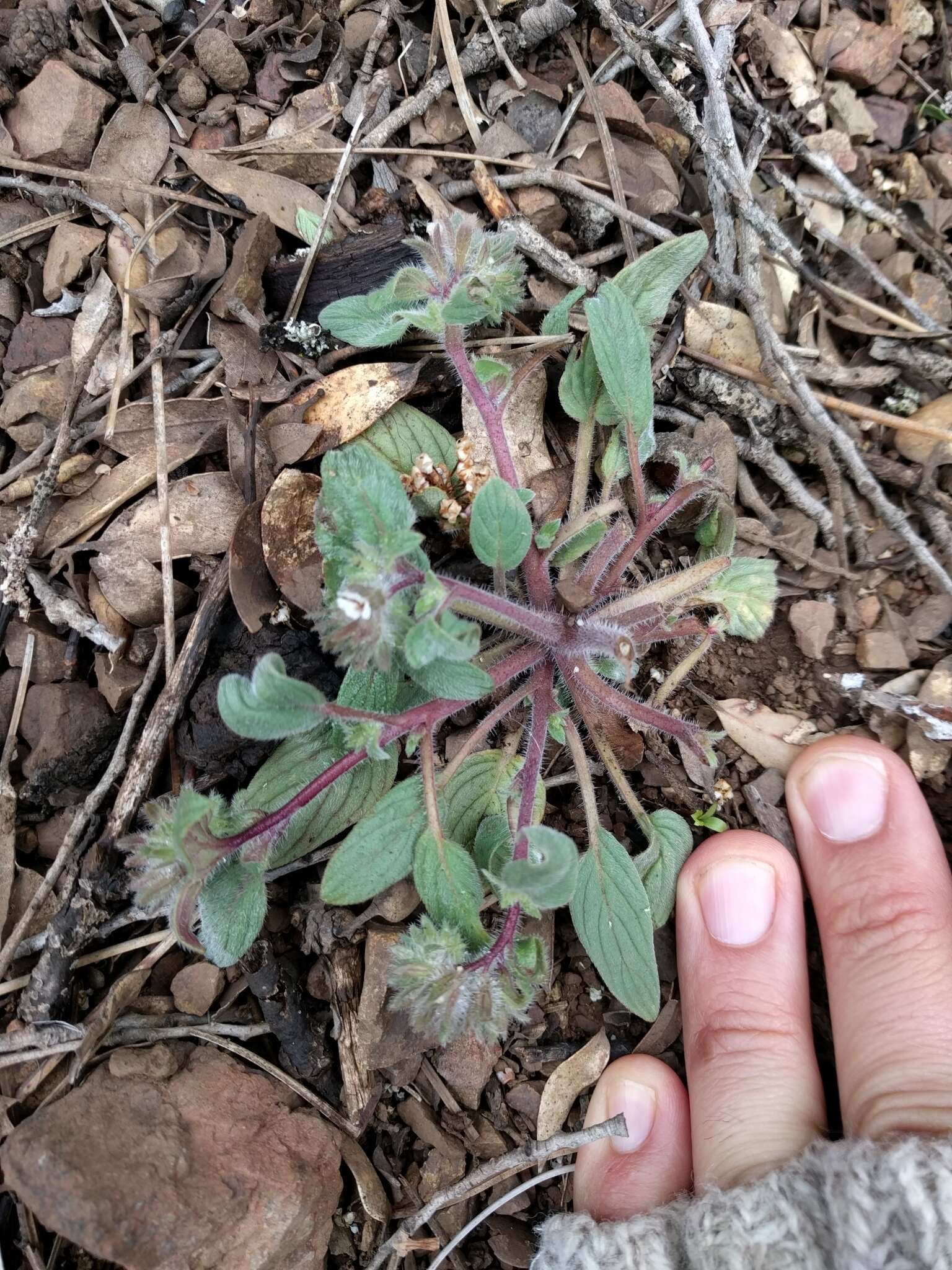 Image of Mt. Diablo phacelia