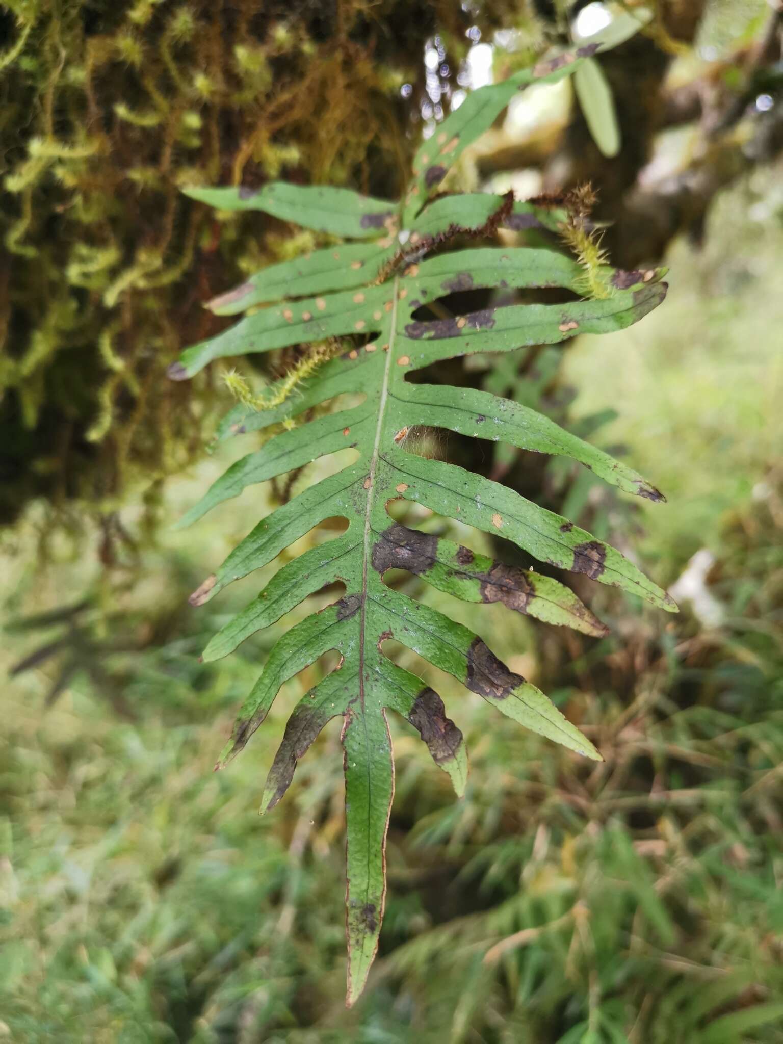 Слика од Polypodiodes amoena (Wall. ex Mett) Ching