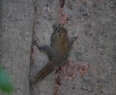 Image of Asian pygmy squirrel