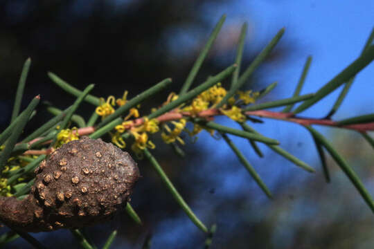 Image of Hakea nodosa R. Br.