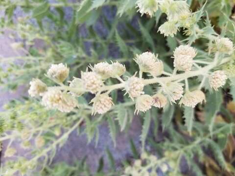 Image of hollyleaf bur ragweed