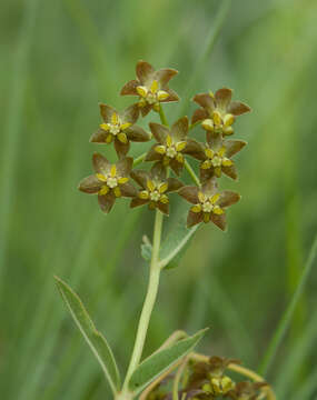 Image of Asclepias dregeana Schltr.