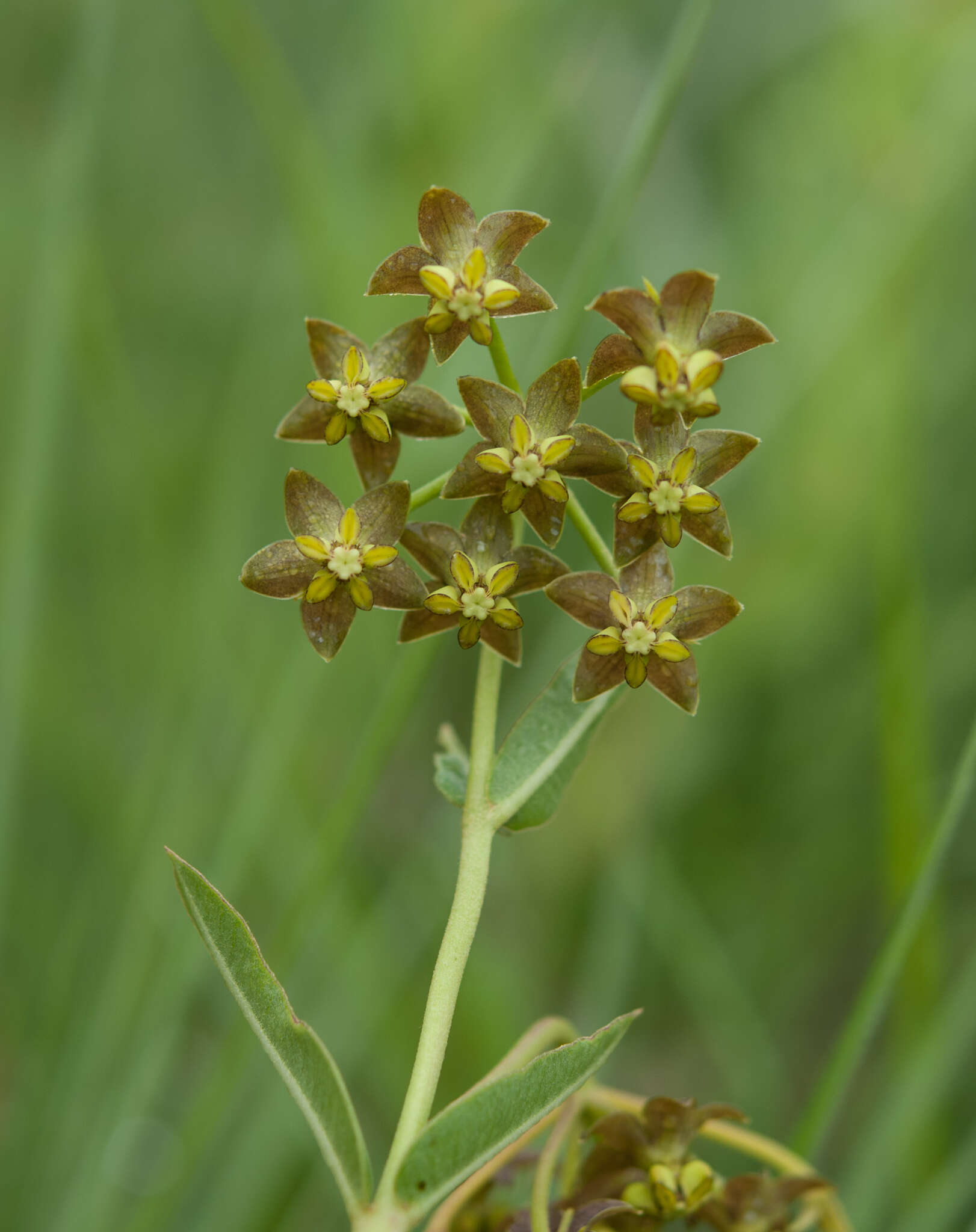 Image of Asclepias dregeana Schltr.