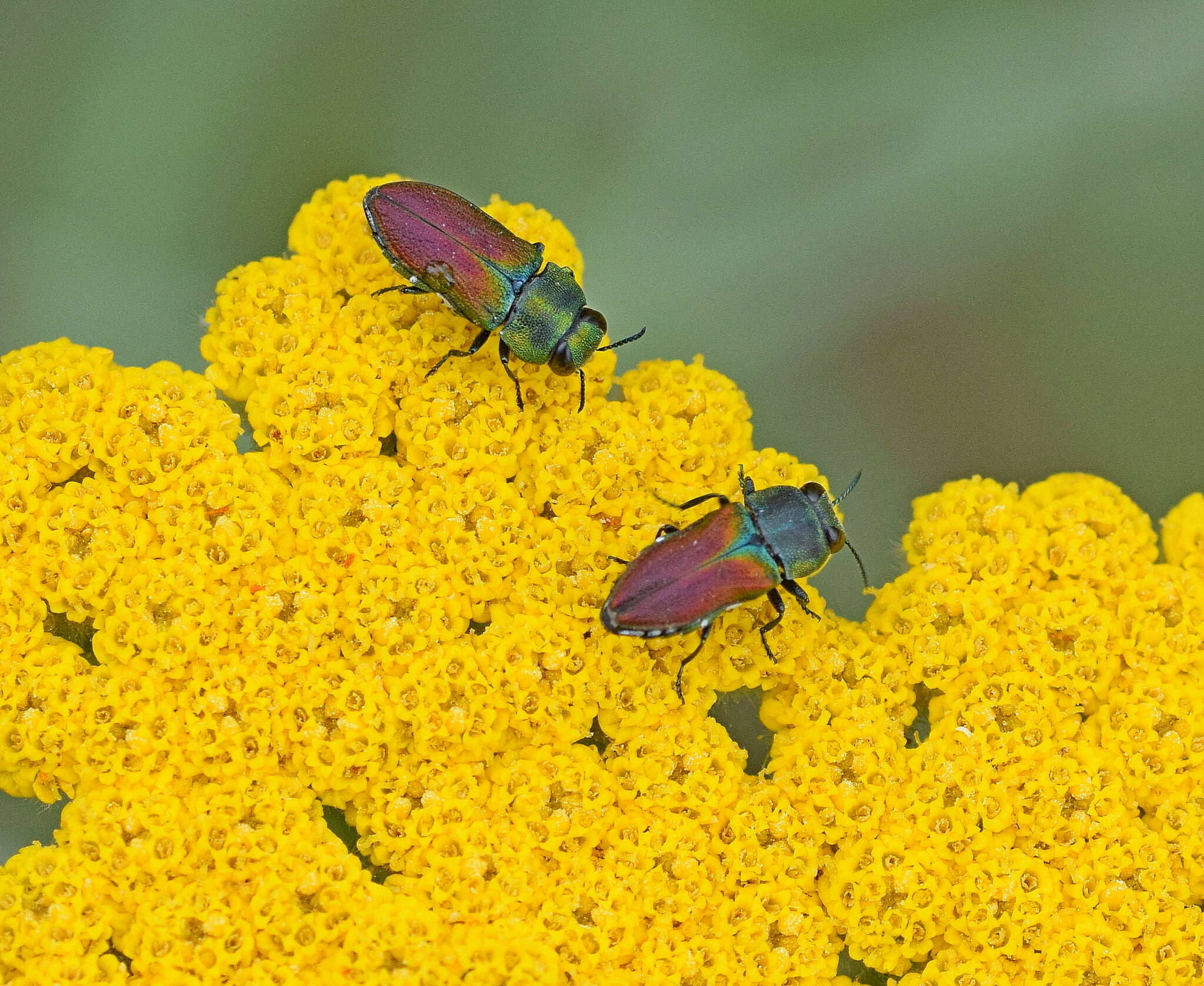 Image of Anthaxia praeclara Mannerheim 1837