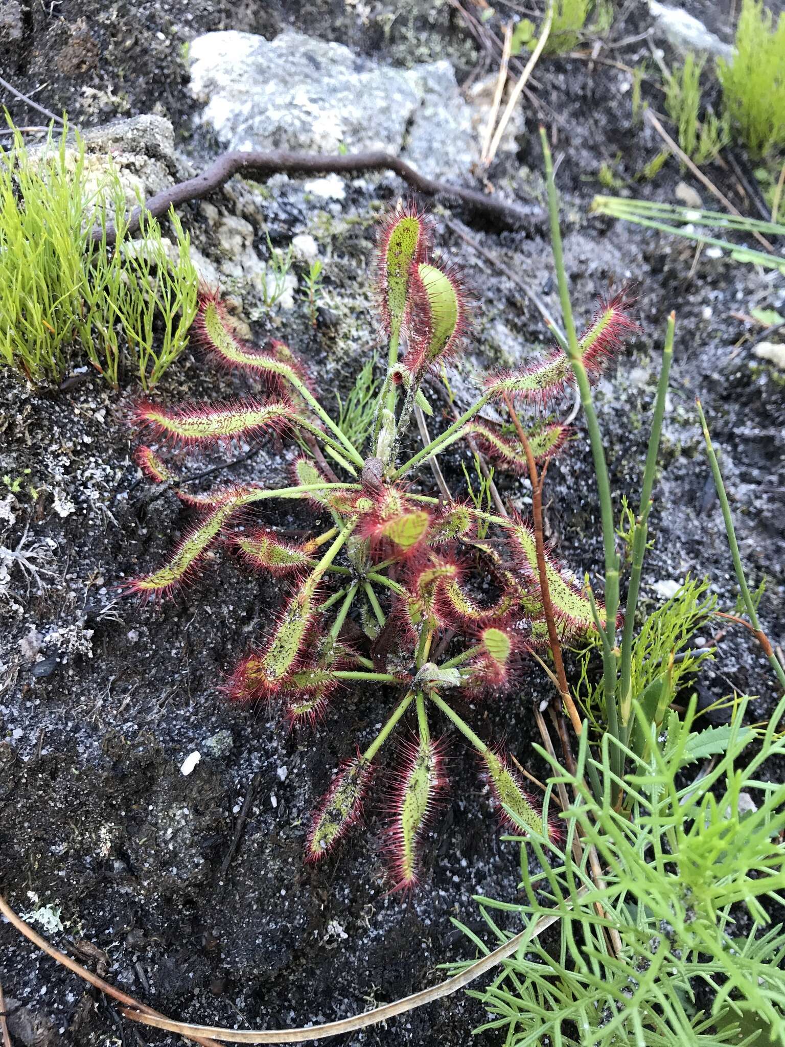 Drosera ramentacea Burch. ex DC.的圖片