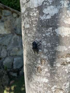 Image of Cuterebra tenebrosa Coquillett 1898