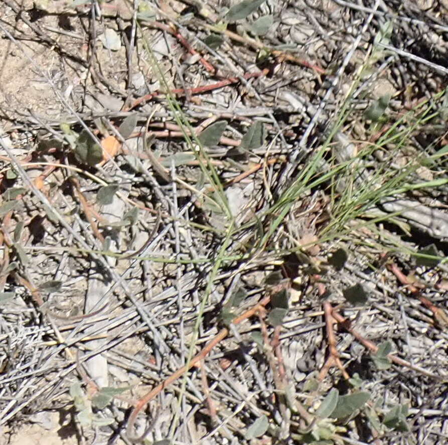 Image of Hermannia decumbens Willd.