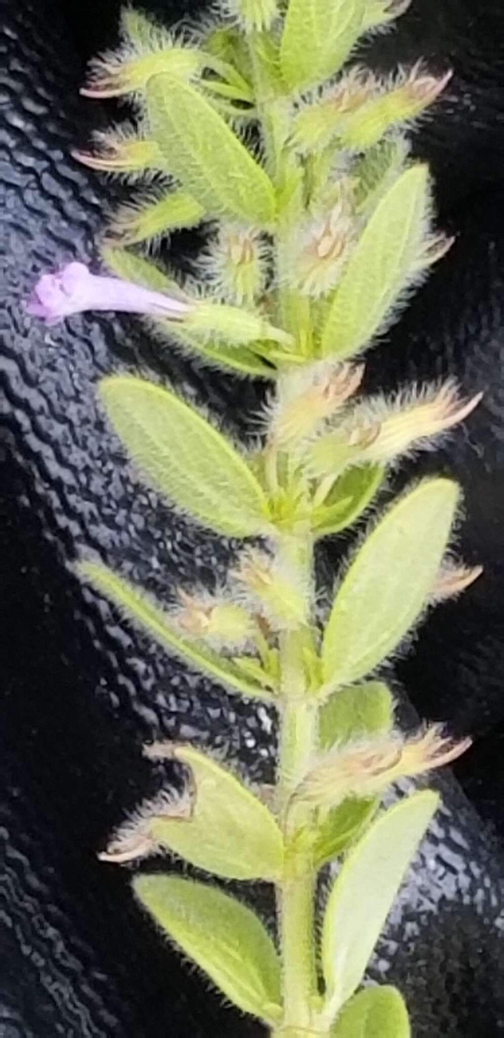 Image of Reverchon's false pennyroyal