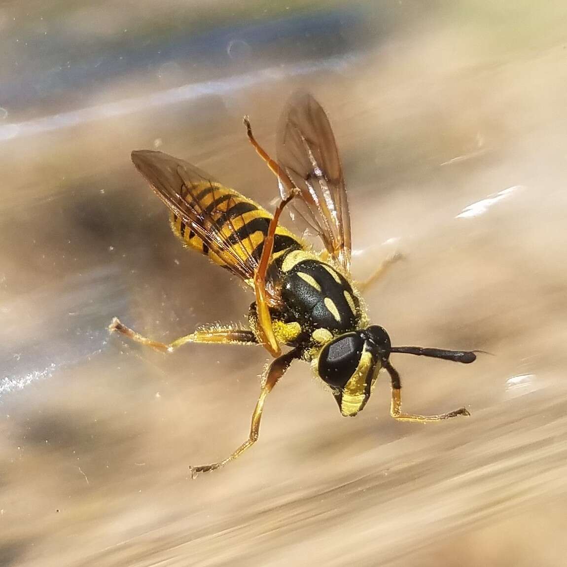 Sivun Sphecomyia vittata (Wiedemann 1830) kuva